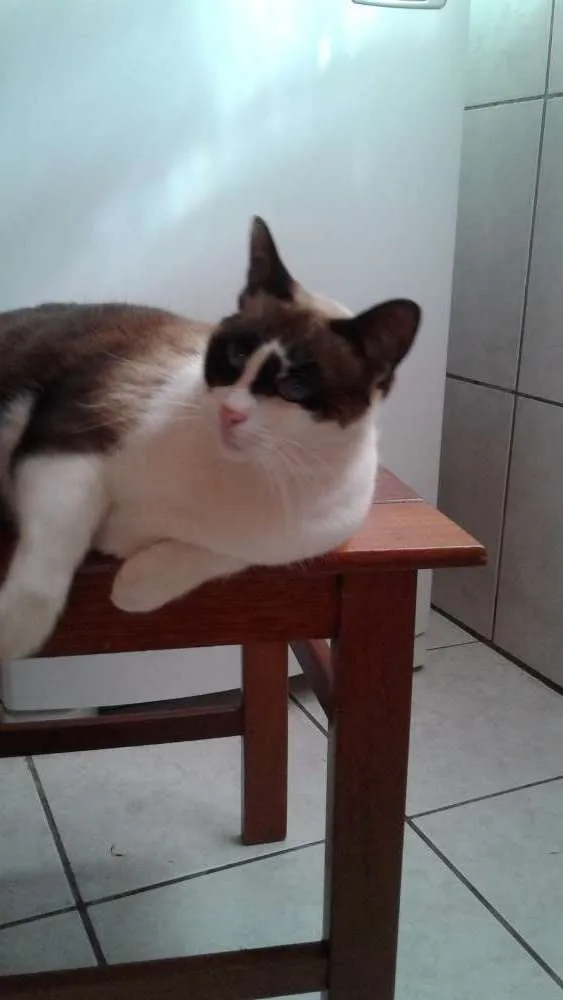 Gato ra a SRD idade 2 anos nome David e Agnes