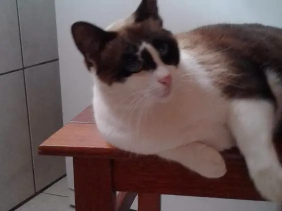 Gato ra a SRD idade 2 anos nome David e Agnes