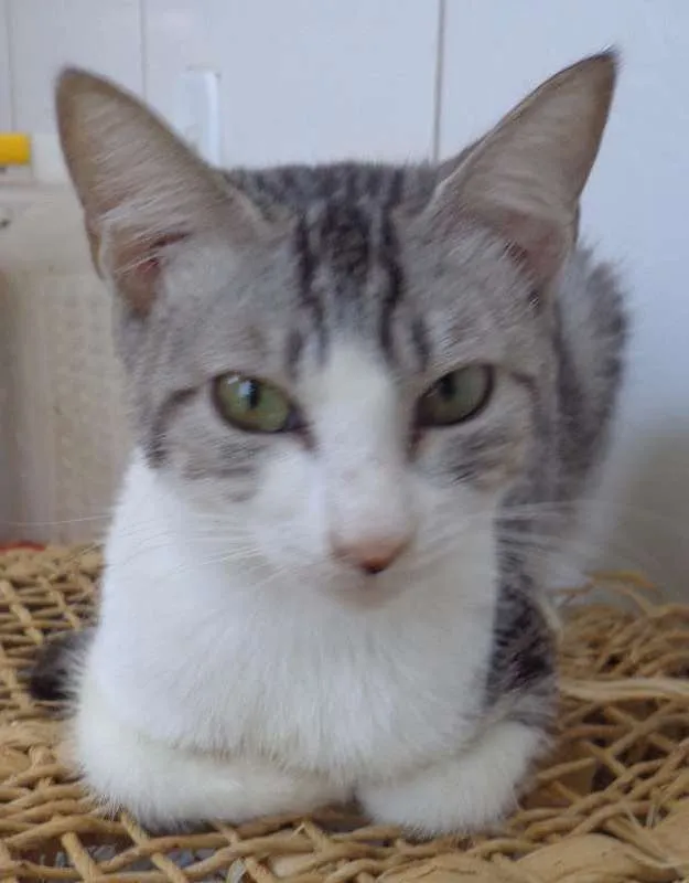 Gato ra a srd idade 7 a 11 meses nome sem nome