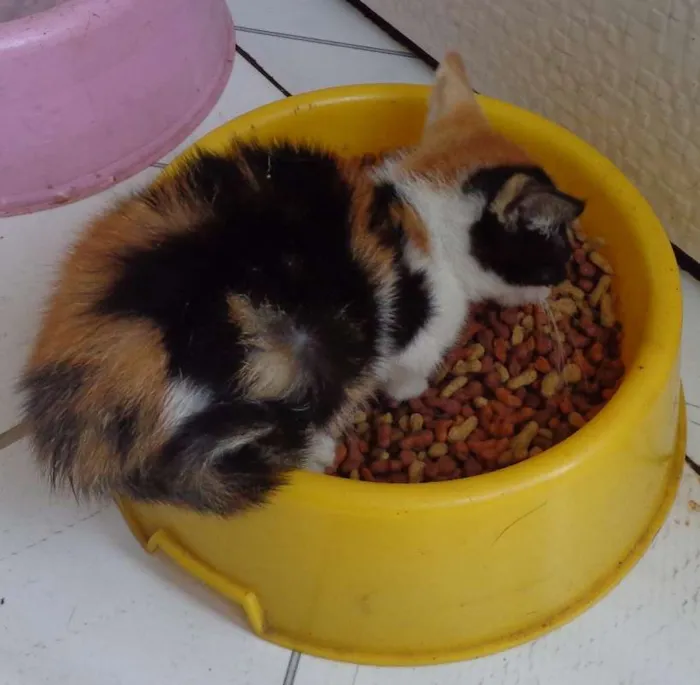 Gato raça SRD idade Abaixo de 2 meses nome sem nome