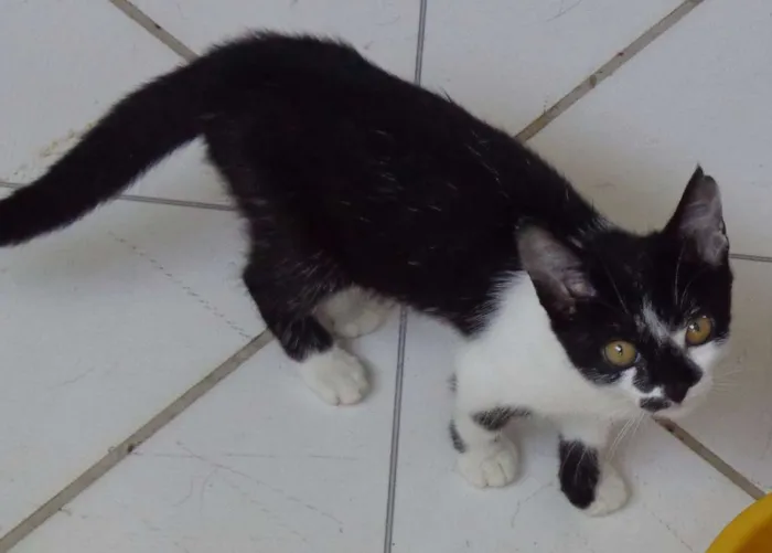 Gato ra a srd idade 2 a 6 meses nome sem nome