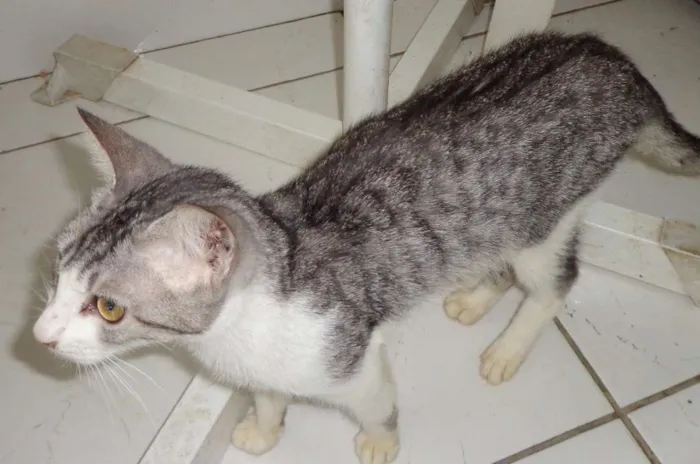 Gato ra a srd idade 7 a 11 meses nome sem nome