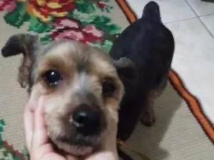 Cachorro raça  idade 3 anos nome não sabemos 