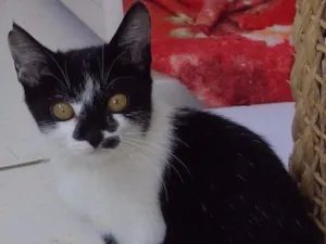 Gato raça srd idade 2 a 6 meses nome sem nome