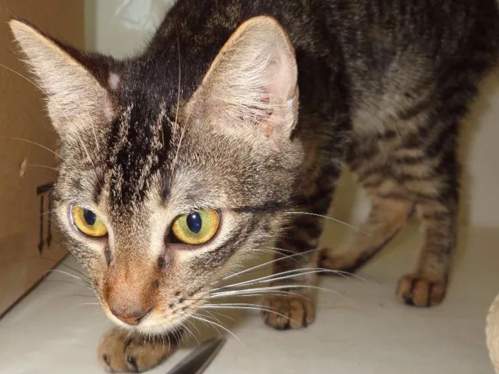 Gato ra a SRD idade 2 a 6 meses nome sem  nome
