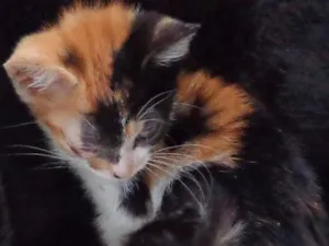 Gato raça SRD idade Abaixo de 2 meses nome sem nome