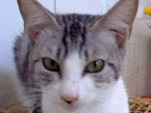 Gato raça srd idade 7 a 11 meses nome sem nome