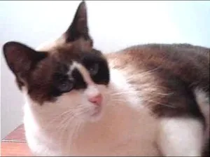 Gato raça SRD idade 2 anos nome David e Agnes
