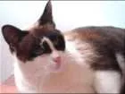 Gato raça SRD idade 2 anos nome David e Agnes