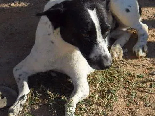 Cachorro ra a SRD idade 5 anos nome Nina