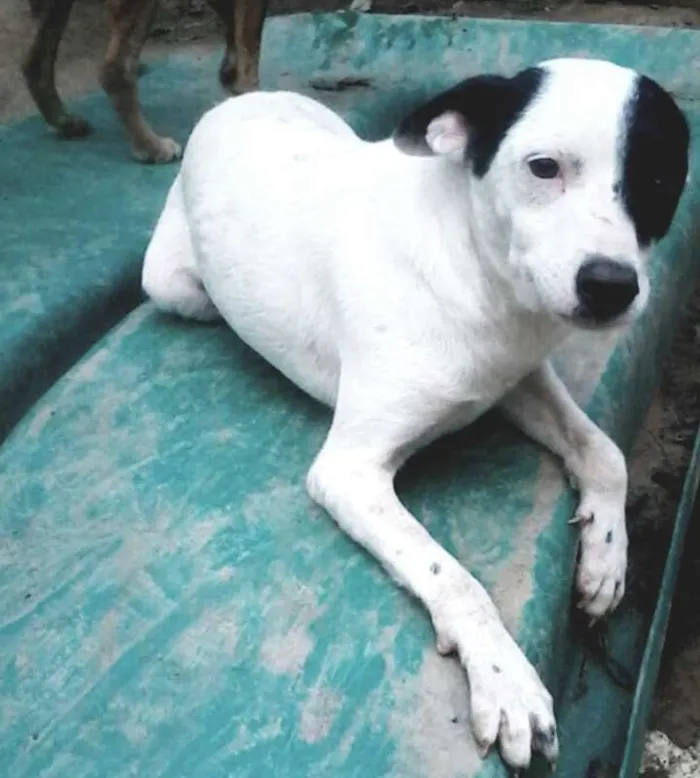 Cachorro ra a SRD idade 1 ano nome Lilica
