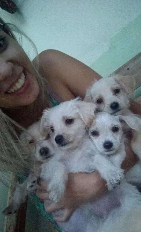 Cachorro raça VIRA LATA  idade 2 a 6 meses nome não tem 