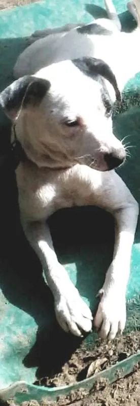 Cachorro ra a SRD idade 1 ano nome Vitória