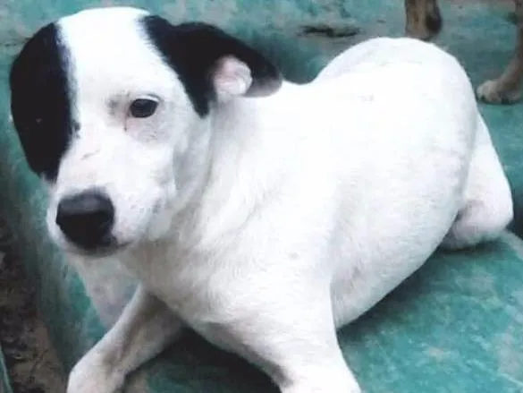 Cachorro ra a SRD idade 1 ano nome Lilica