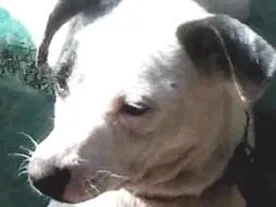 Cachorro raça SRD idade 1 ano nome Vitória