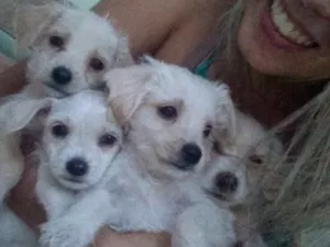 Cachorro raça VIRA LATA  idade 2 a 6 meses nome não tem 