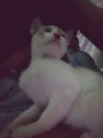 Zuzu