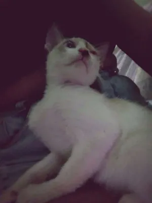 Gato raça Vira Lata idade 2 a 6 meses nome Zuzu