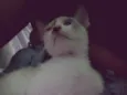 Zuzu