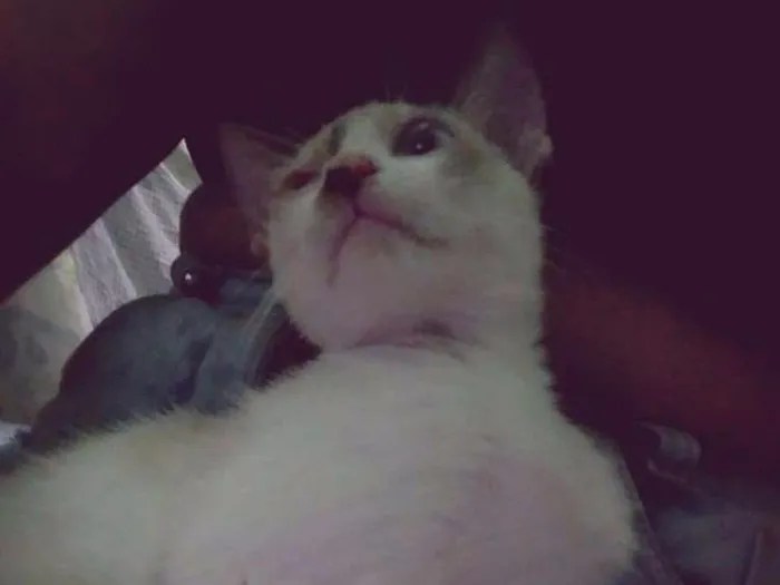 Gato ra a Vira Lata idade 2 a 6 meses nome Zuzu