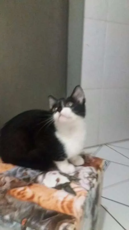 Gato ra a SRD idade Abaixo de 2 meses nome Angel