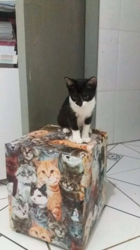 Gato ra a SRD idade Abaixo de 2 meses nome Angel