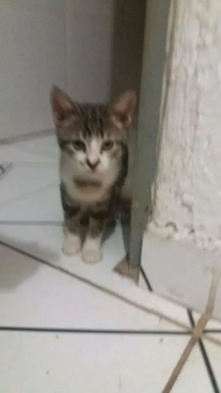 Gato ra a SRD idade Abaixo de 2 meses nome Mel