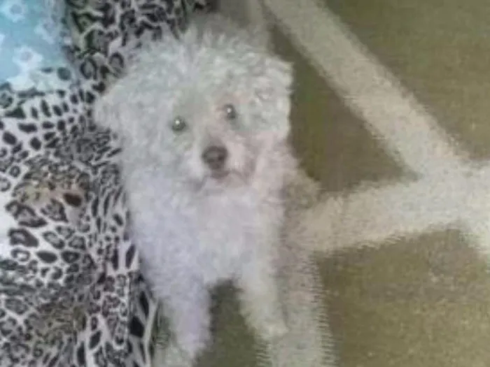 Cachorro ra a Poodle Branco idade 4 anos nome Naruto