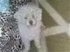 Cachorro raça Poodle Branco idade 4 anos nome Naruto