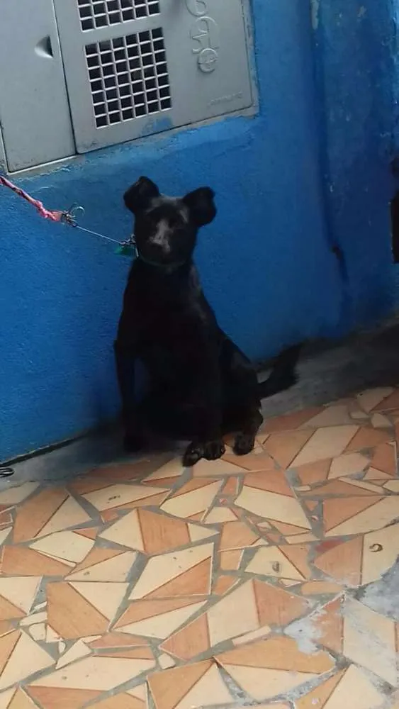 Cachorro ra a Vira lata idade 1 ano nome Nina