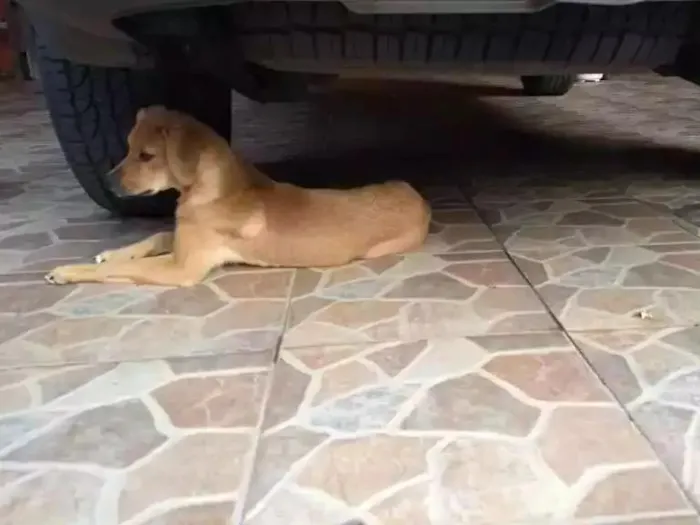 Cachorro ra a  idade 2 a 6 meses nome Moana
