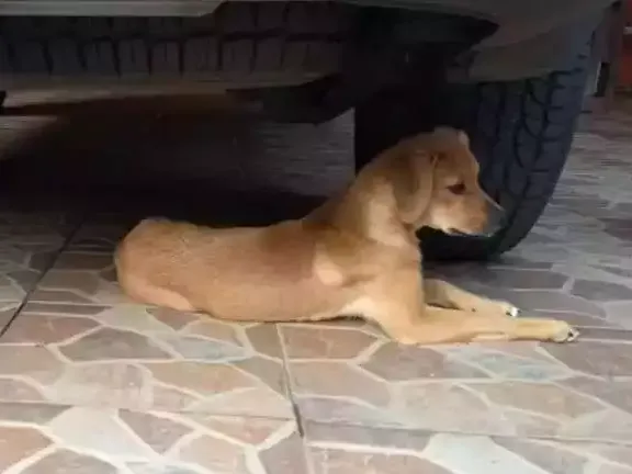 Cachorro ra a  idade 2 a 6 meses nome Moana