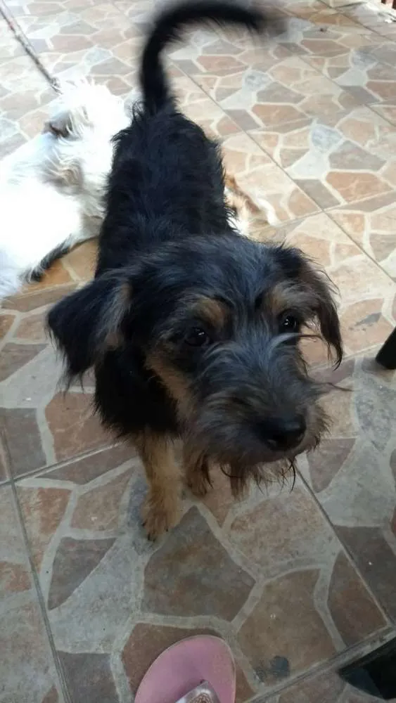 Cachorro ra a  idade 2 a 6 meses nome Pretinha