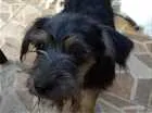 Cachorro raça  idade 2 a 6 meses nome Pretinha