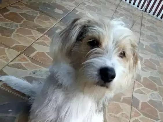Cachorro ra a  idade 1 ano nome Zeus