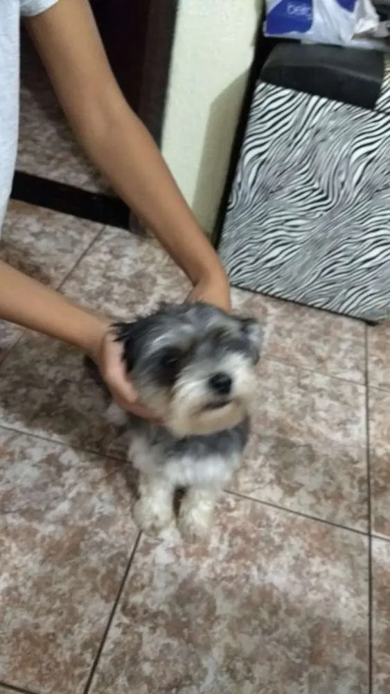 Cachorro ra a  idade 2 anos nome Lessy
