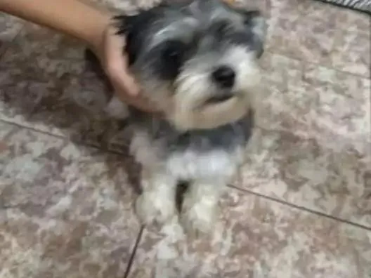 Cachorro ra a  idade 2 anos nome Lessy