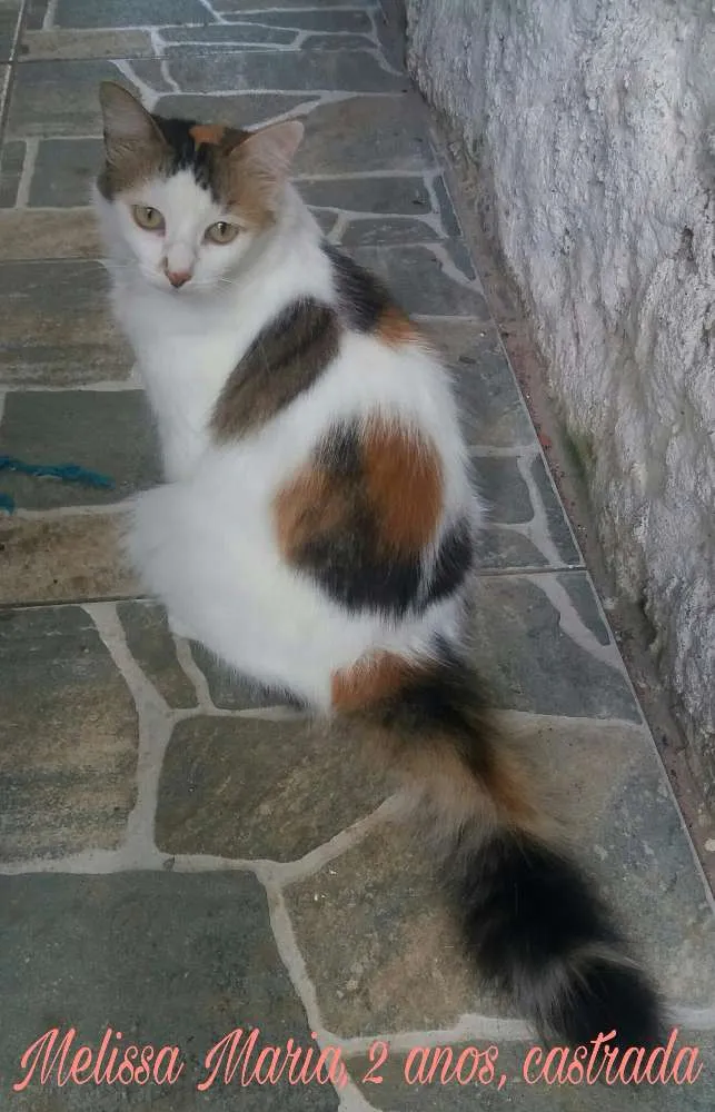 Gato raça SRD idade 2 anos nome Melissa Maria