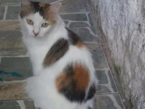 Gato raça SRD idade 2 anos nome Melissa Maria
