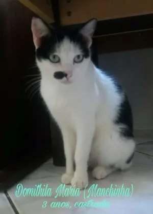 Gato raça SRD idade 3 anos nome Domithila Maria (Manchinha
