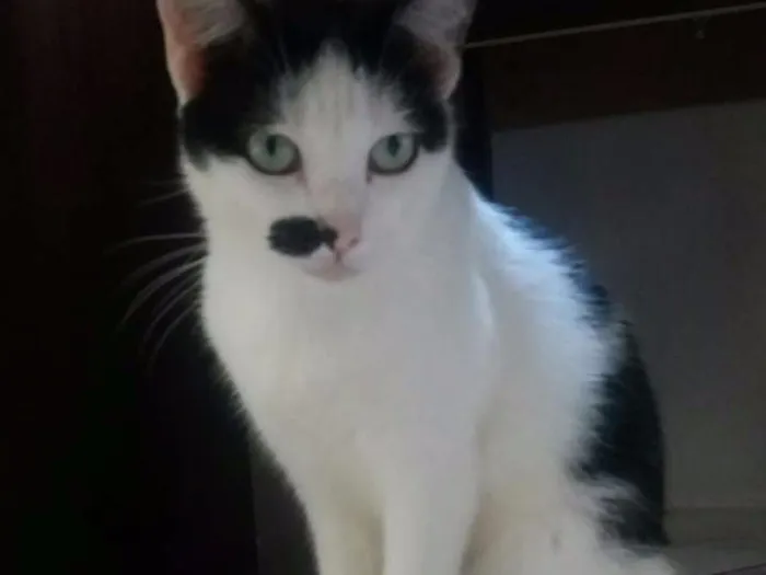 Gato raça SRD idade 3 anos nome Domithila Maria (Manchinha