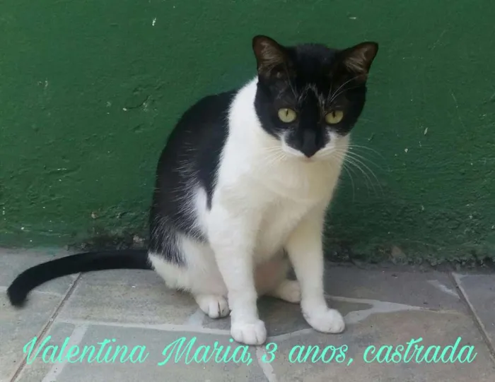 Gato raça SDR idade 3 anos nome Valentina Maria