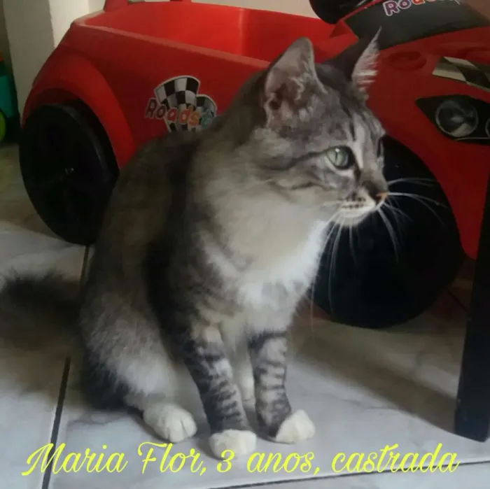 Gato raça SDR idade 2 anos nome Maria Flor