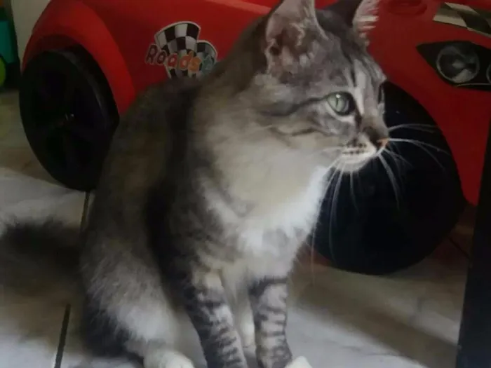 Gato raça SDR idade 2 anos nome Maria Flor