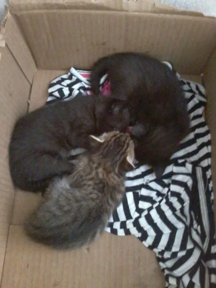 Gato raça viralata idade 2 anos nome sofrida