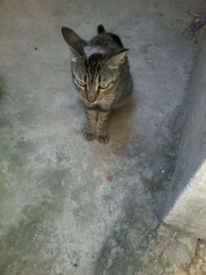 Gato raça viralata idade 2 anos nome sofrida