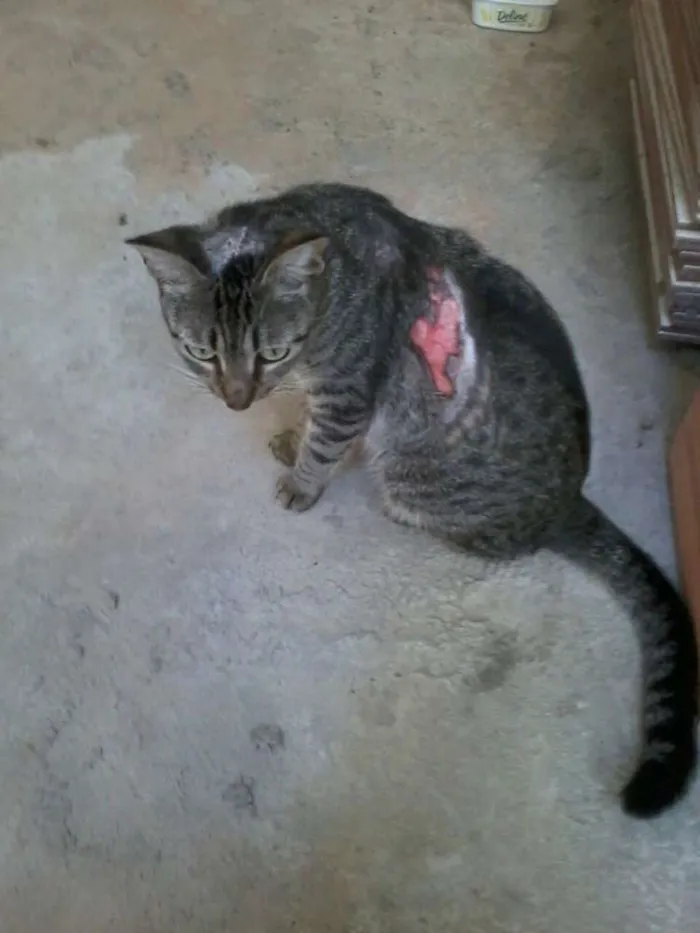 Gato raça viralata idade 2 anos nome sofrida