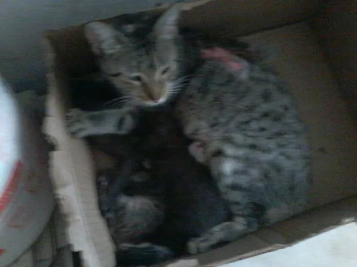 Gato raça viralata idade 2 anos nome sofrida