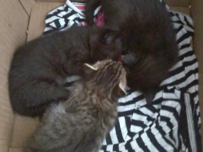 Gato raça viralata idade 2 anos nome sofrida