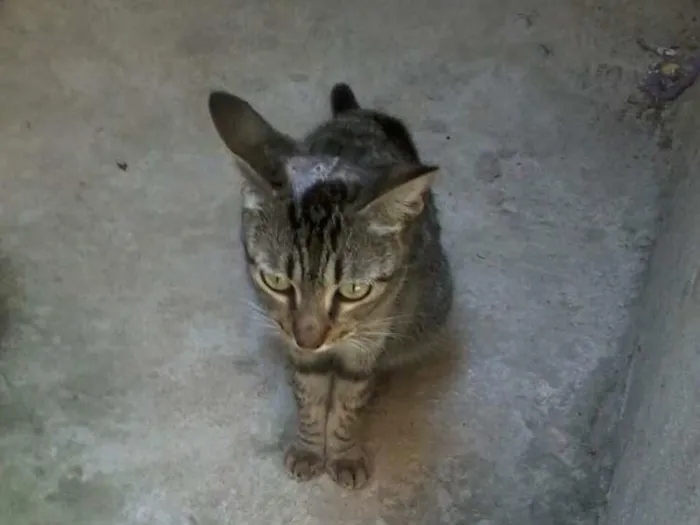 Gato raça viralata idade 2 anos nome sofrida